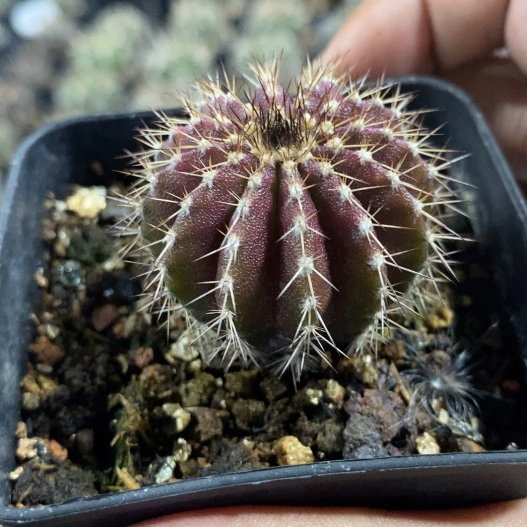 【闪购商品】515尤伯球