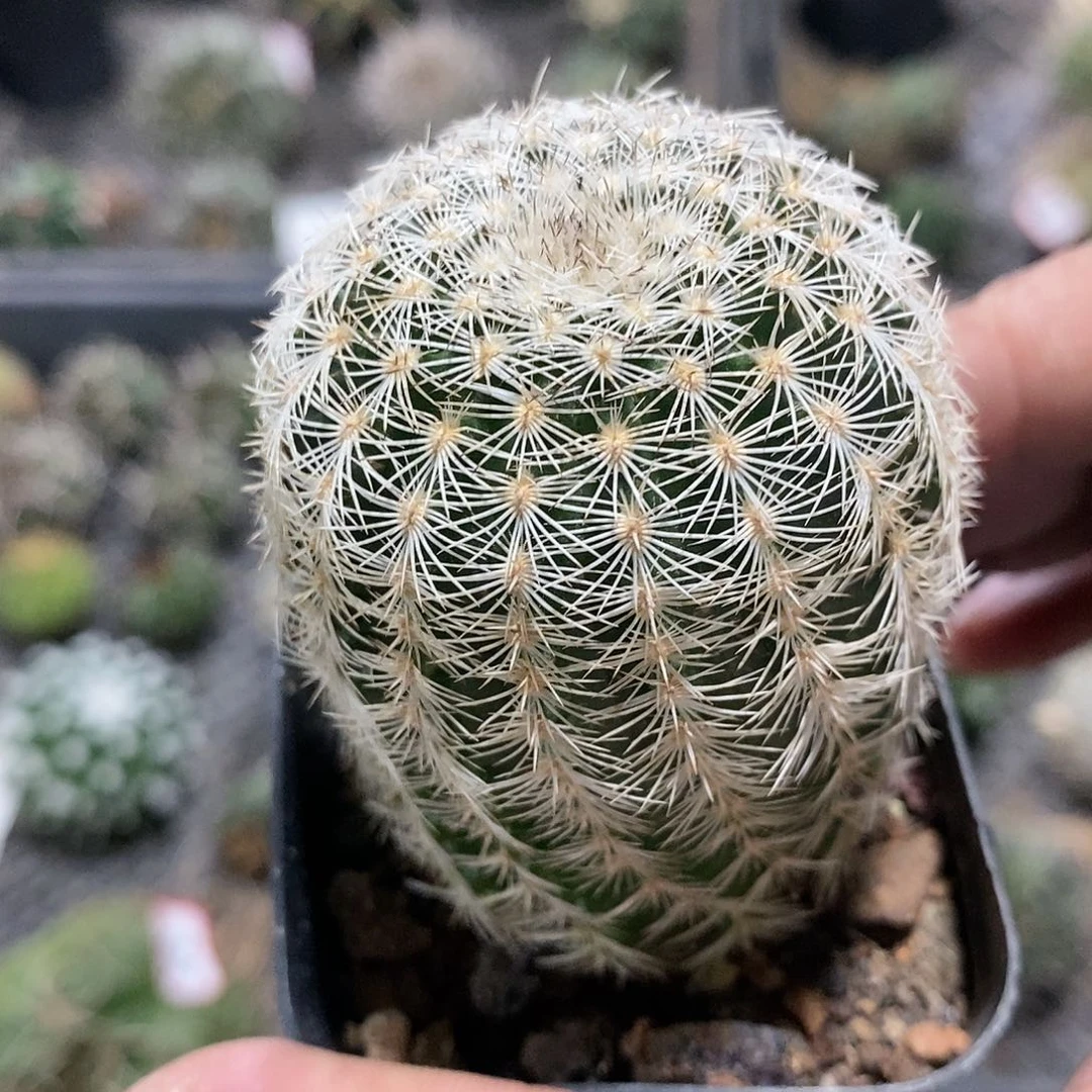 【闪购商品】伯格曼虾