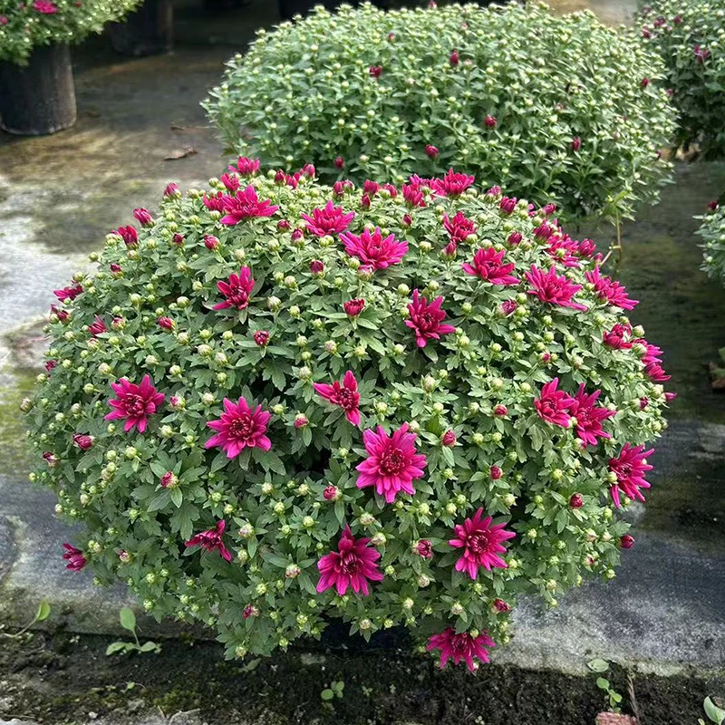 秋菊千头菊2加仑大盆耐热耐寒好养活多年生花卉