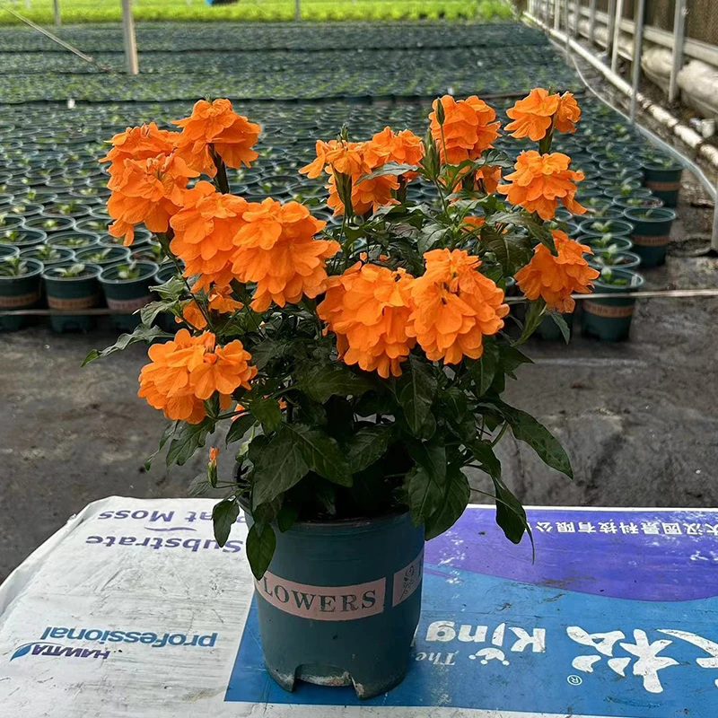 鸟尾巴花盆栽带花苞多年生宿根花卉阳台庭院耐热耐晒四季开花植物