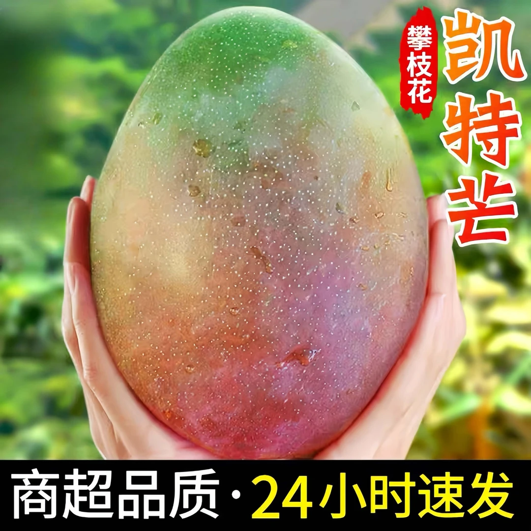 四川攀枝花凯特芒果特大芒果青皮芒果时令新鲜水果现摘现发树上熟