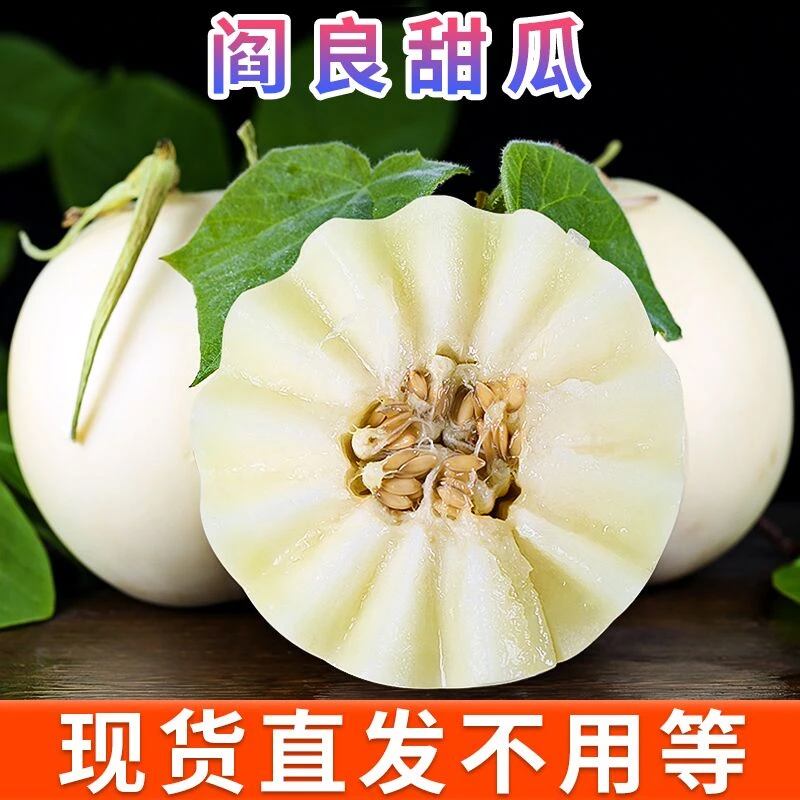 头茬陕西阎良甜瓜新鲜小蜜瓜白皮郁金香香瓜净含量5斤9斤农产品