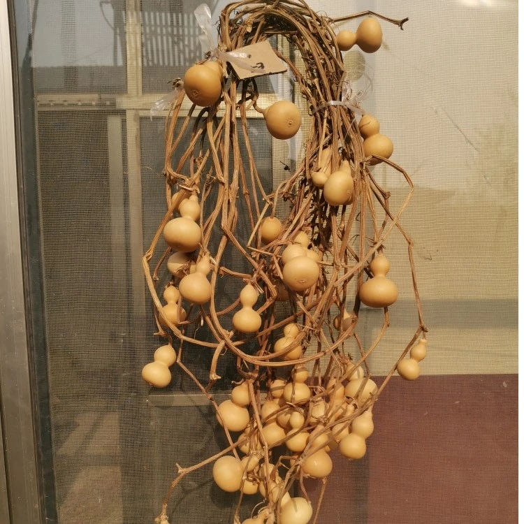 一物一图 直播间下单 天然连藤葫芦   葫芦在原藤上  福禄连连