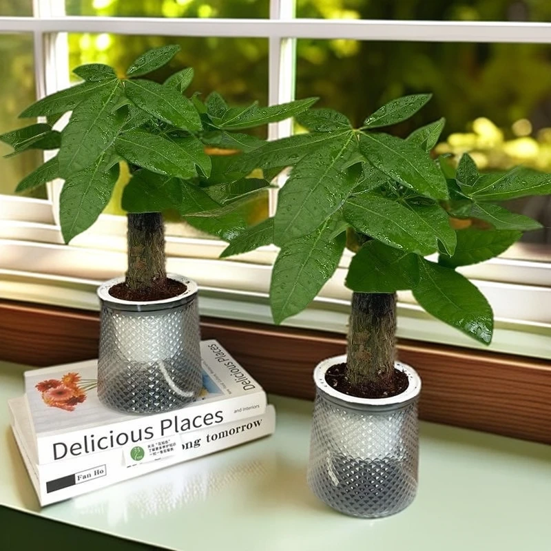 八方来财发财树懒人盆栽自吸水盆室内办公桌客厅好养省心单杆三杆