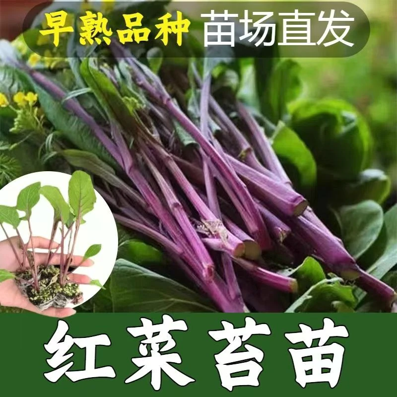 红菜苔秧苗蔬菜苗十月红杆红菜苔新鲜耐寒阳台秋冬庭院种植菜秧苗