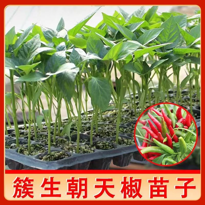 蔬菜苗特辣辣椒苗秧苗朝天椒苗阳台种苗朝天椒苗正宗小米辣