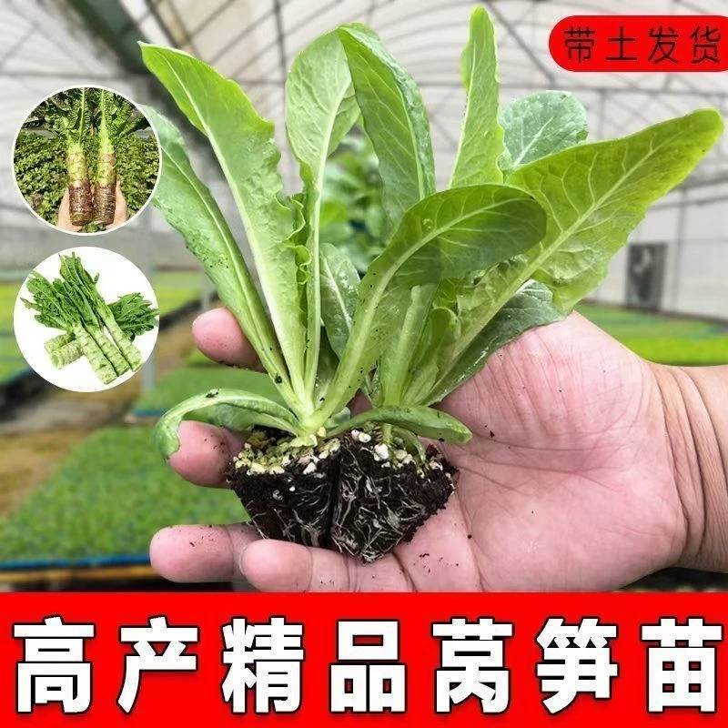 青莴苣苗秋冬抗寒高产秧苗带土发货