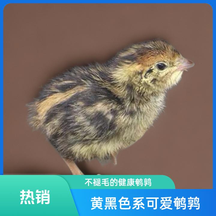 鹌鹑新鲜生蛋受精蛋受精种蛋可孵化活体活苗鸟蛋孵化蛋破损包赔