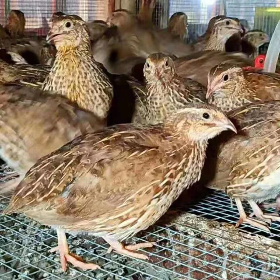 特价淘汰肉用鹌鹑可下蛋肉食宠物繁殖活体活苗鹌鹑鸟可食用巨型