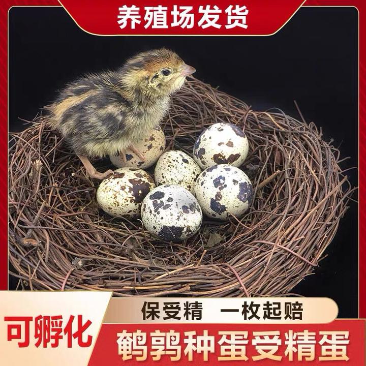 养殖场直发鹌鹑受精种蛋可孵化活体活苗鸟蛋孵化蛋新鲜生蛋受精蛋