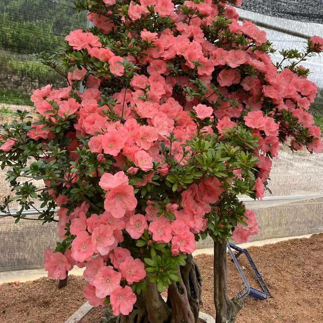 一物一拍皋月杜鹃花名贵杜鹃花盆栽花开多色名贵须有品种