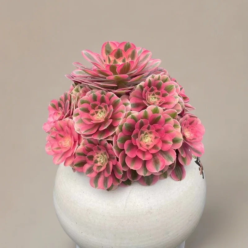 木子园艺一物一拍法师多肉植物