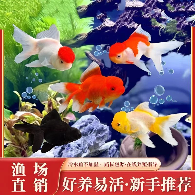 观赏鱼冷水小金鱼饲养鹤顶红活体鸿运当头练手包邮锦鲤小型淡水鱼