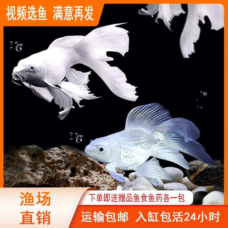 台湾蝴蝶鲤可混养短身球体爆龙须、大尾巴冷水观赏鱼一物一拍Z