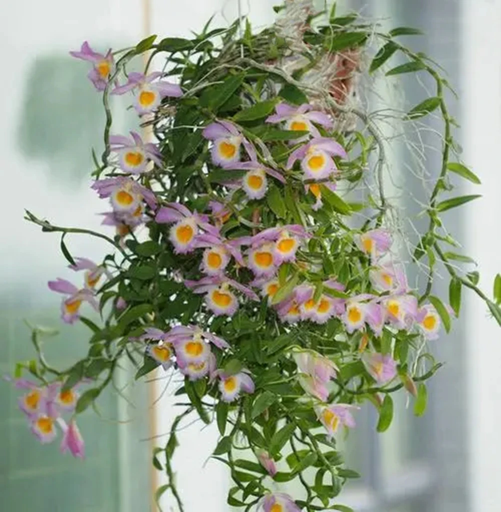 石斛兰一物一拍链接