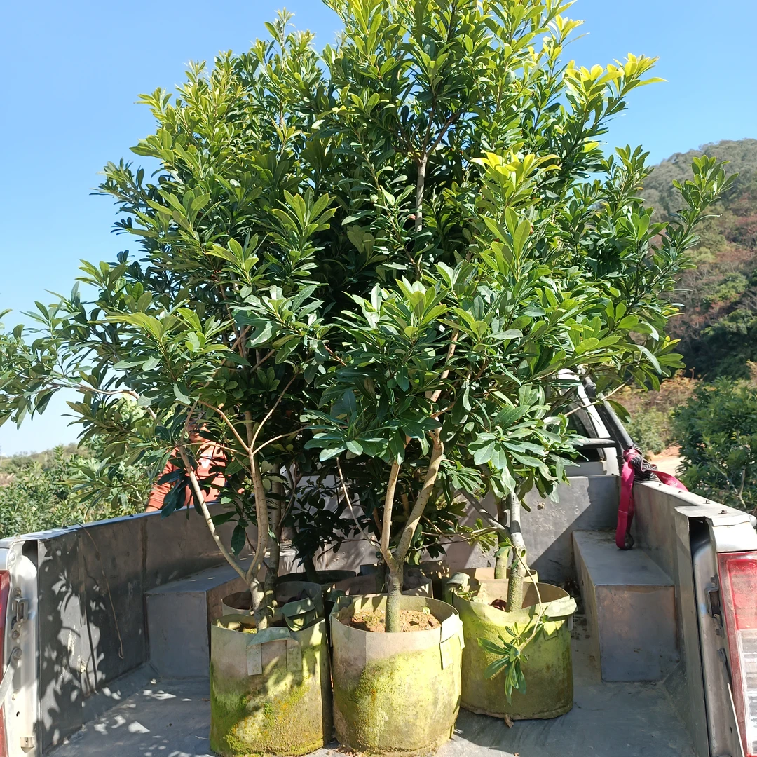 杨梅苗嫁接苗东魁杨梅苗正宗杨梅树苗特大早熟南北方种植带土带叶