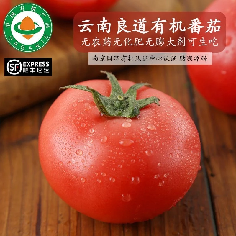 云南高原有机西红柿5斤装新鲜蔬菜现摘有机种植农场采摘多汁番茄