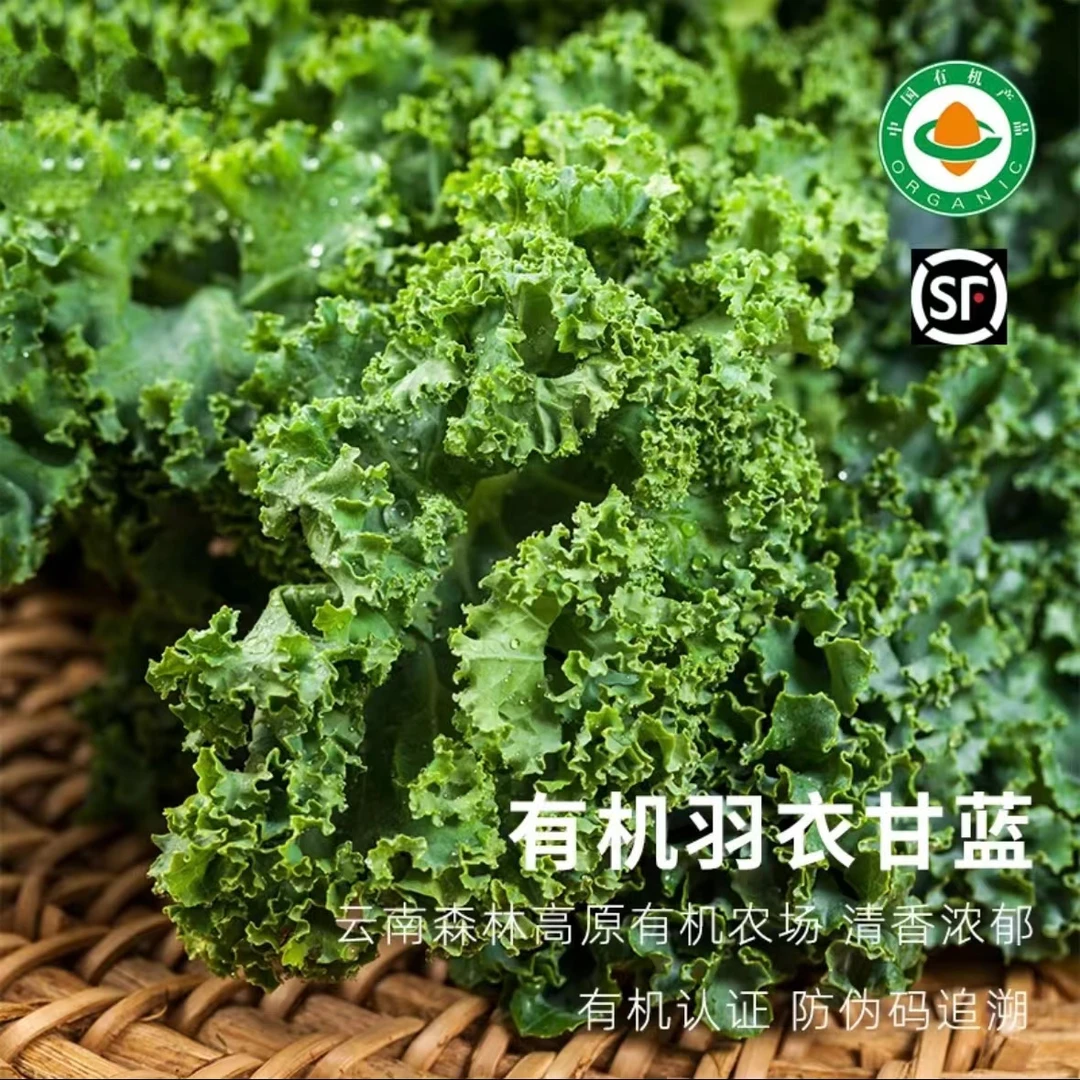 云南有机羽衣甘蓝新鲜蔬菜榨汁生吃沙拉西餐食材基地直发顺丰