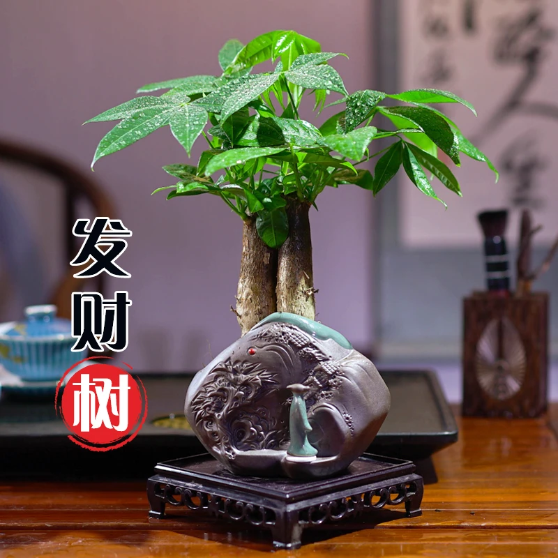 三杆发财树盆栽室内盆景客厅办公室桌面绿植好养植物美观办公桌