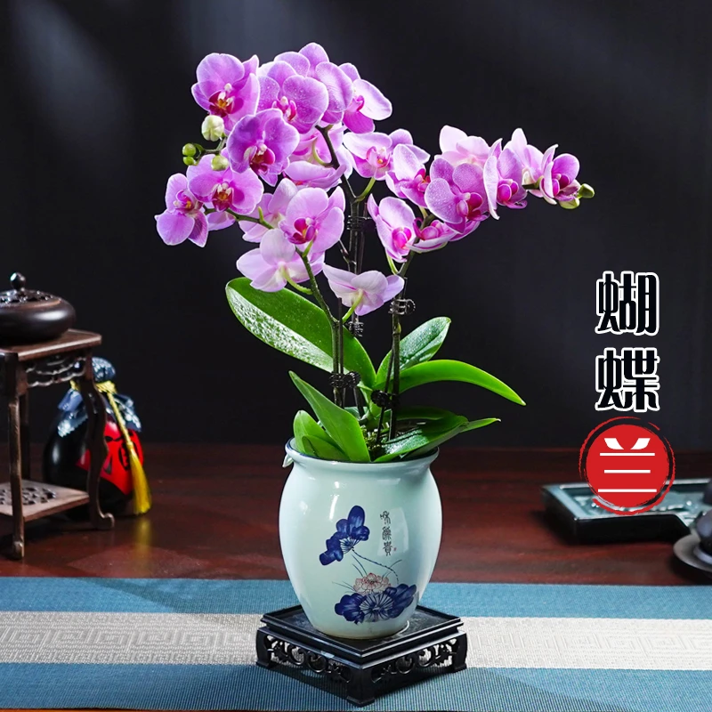 蝴蝶兰室内开花桌面茶几好养净化空气四季常青盆栽办公室花卉绿植