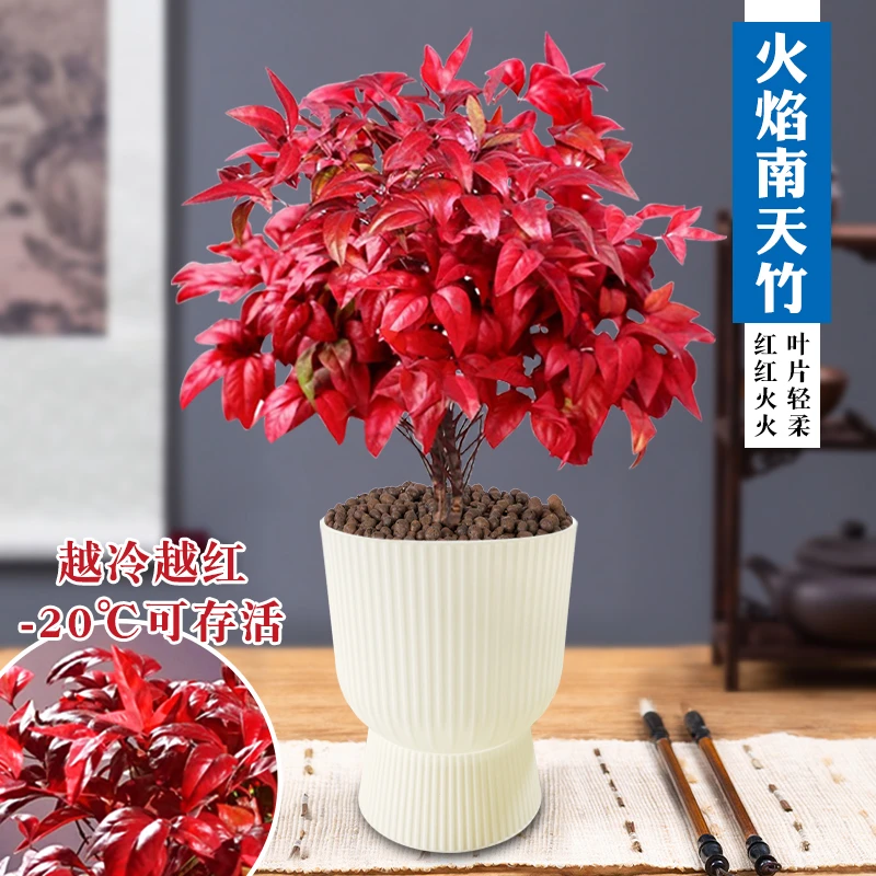 火焰南天竹植物书房阳台客厅绿植桌面盆栽好养易活禅意创意摆件