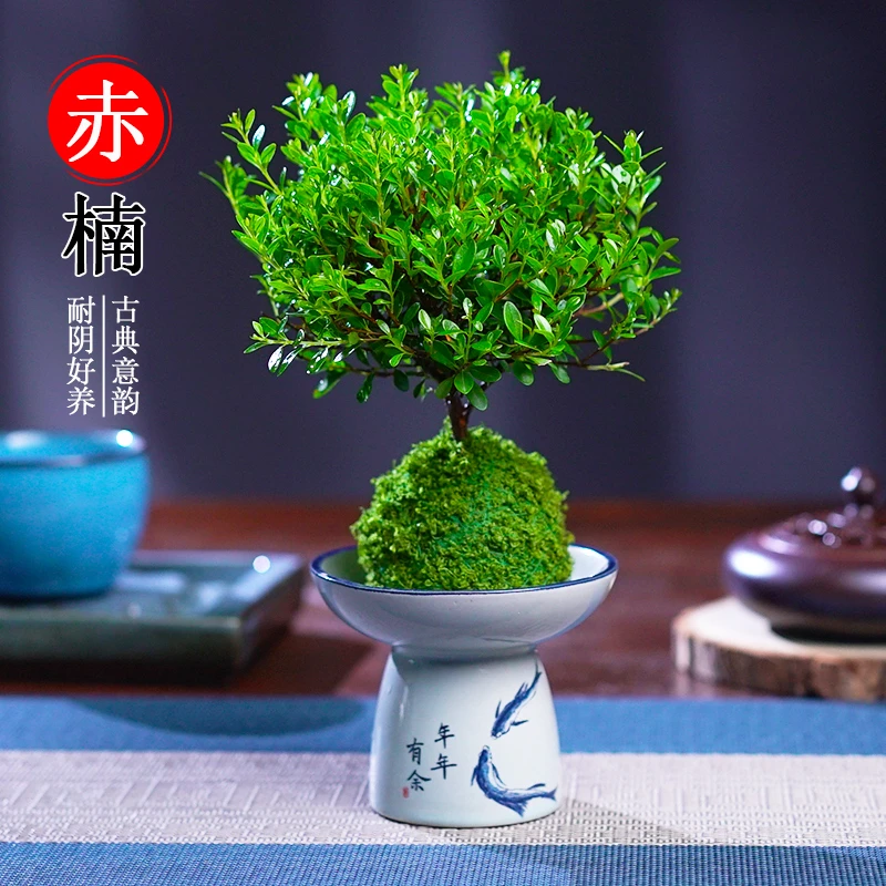 小叶赤楠盆景花卉植物室内花四季常青盆栽室内办公桌好养绿植