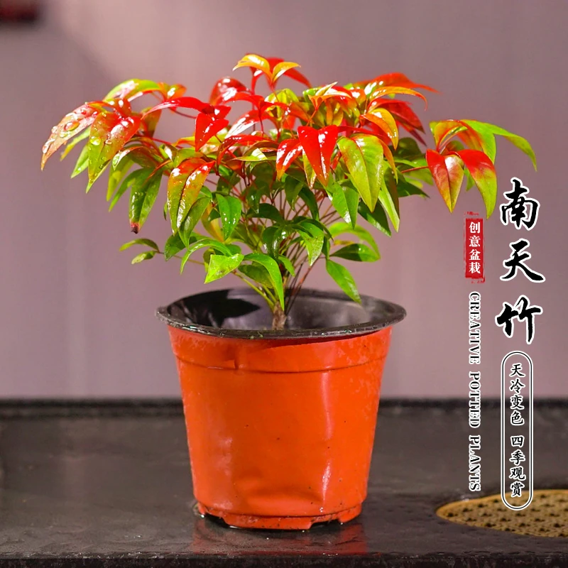火焰南天竹植物书房阳台客厅绿植桌面盆栽好养易活禅意创意摆件