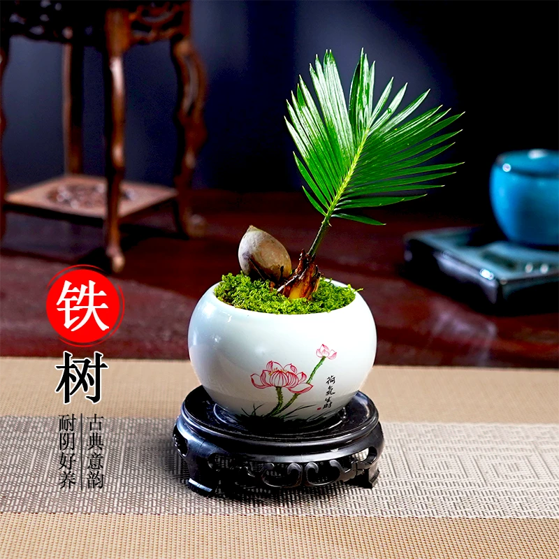 铁树盆栽植物室内好养花卉盆栽桌面迷你小植物茶桌禅意苏铁小盆景