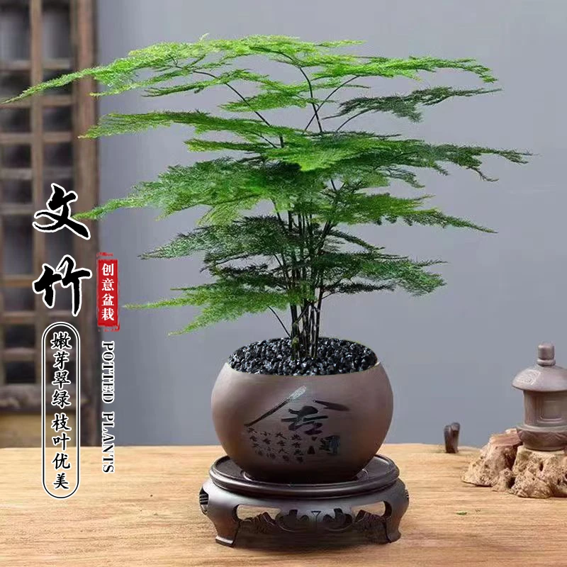 文竹盆景办公室桌面小盆栽室内客厅好养禅意绿植花卉四季常绿植物