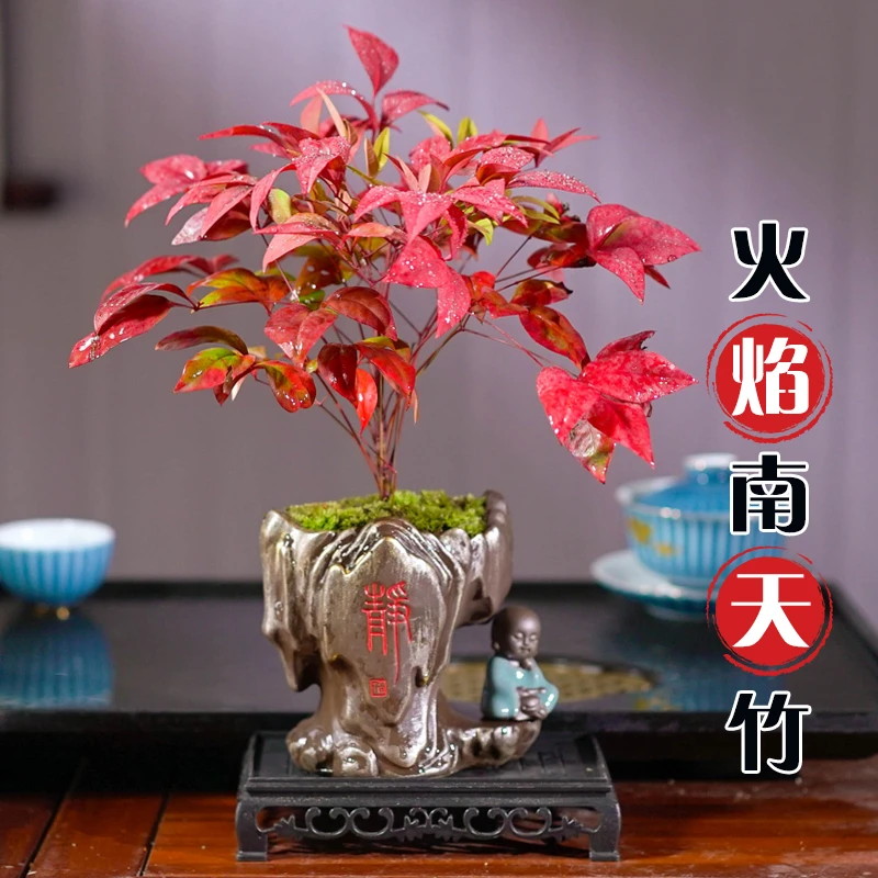火焰南天竹植物书房阳台客厅绿植桌面盆栽好养易活禅意创意摆件