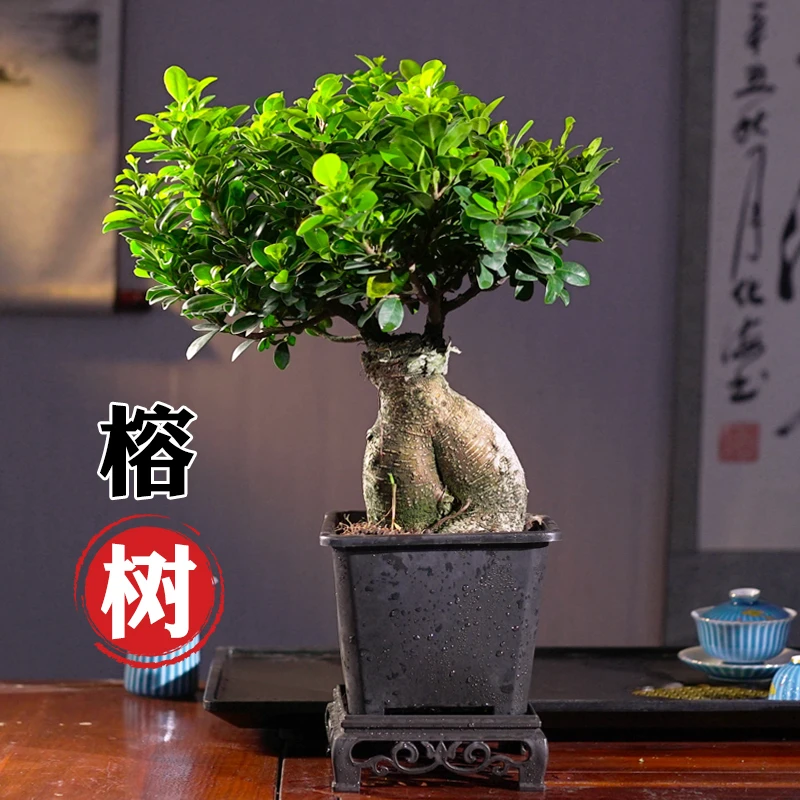 榕树盆景老桩植物办公室内桌面净化空气四季常青盆栽花卉绿植清雅