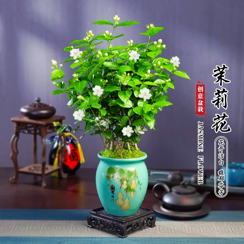 茉莉花净化空气浓香老桩花卉绿植物室内客厅好养盆栽