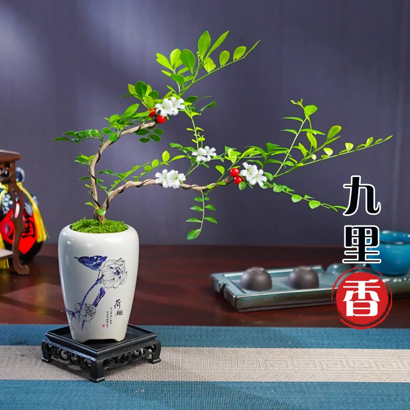 飘枝九里香老桩花卉绿植室内客厅净化空气四季好养盆景