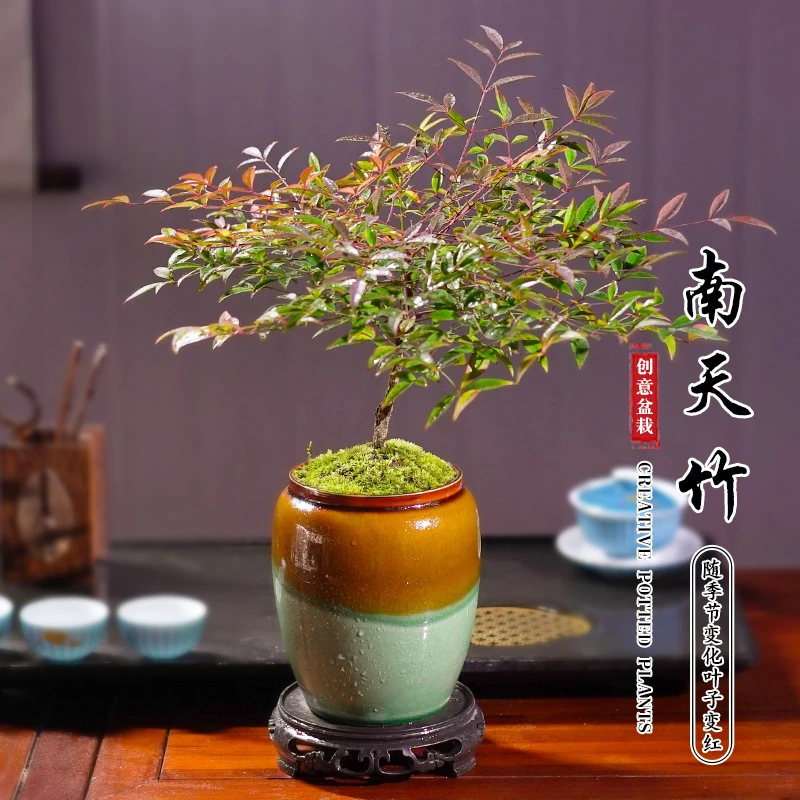 南天竹植物书房阳台客厅绿植桌面盆栽好养易活禅意绿色创意摆件