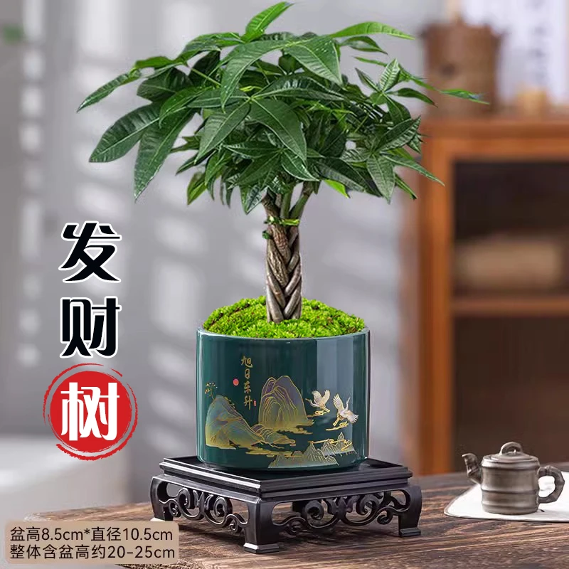 辫子发财树盆栽植物室内花卉绿植办公好养客厅四季常青盆景