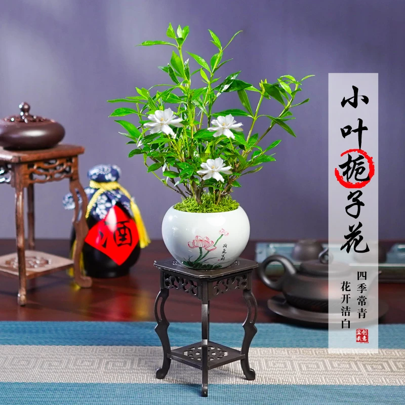 小叶栀子花盆栽客厅室内办公室开花绿植盆景好养植物美观绿色