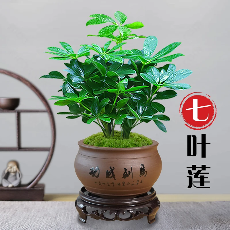 老桩七叶莲盆景花卉绿植室内客厅茶桌植物净化空气吸甲醛四季常青