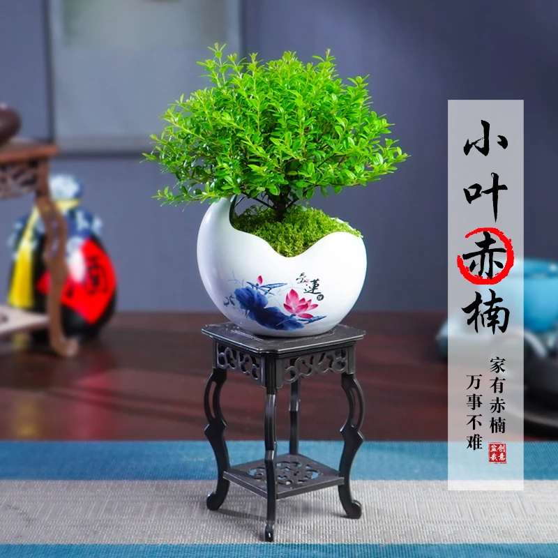 小叶赤楠桌面盆栽苗植物花卉微景观土培办公室内好养四季常青盆景