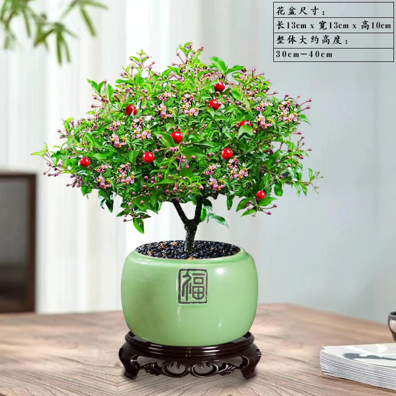 婴桃盆栽室内花卉阳台净化空气四季常青盆景植物桌面绿植