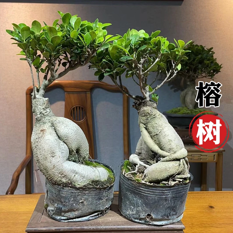 【拍一发二】榕树盆栽室内客厅四季常青盆景净化空气观花植物