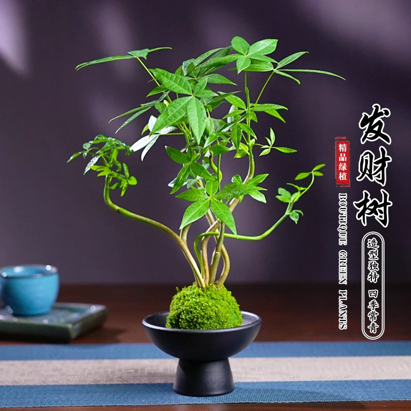 发财树苔藓球国风盆景卧室花卉微景观家居办公好养四季常青盆栽