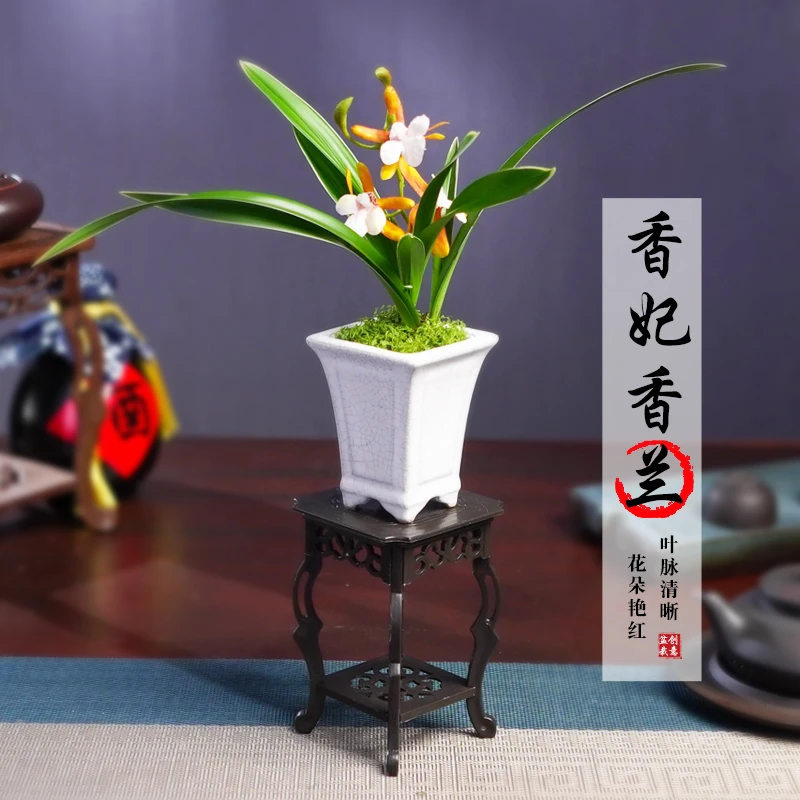 兰花盆栽室内物办公桌开花四季好养花卉四季常绿植物花卉绿植