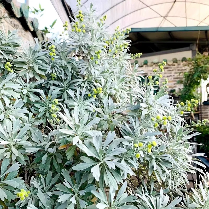 芙蓉菊盆栽阳台庭院菊花户外花园植物耐热耐寒多年生银色花镜植物