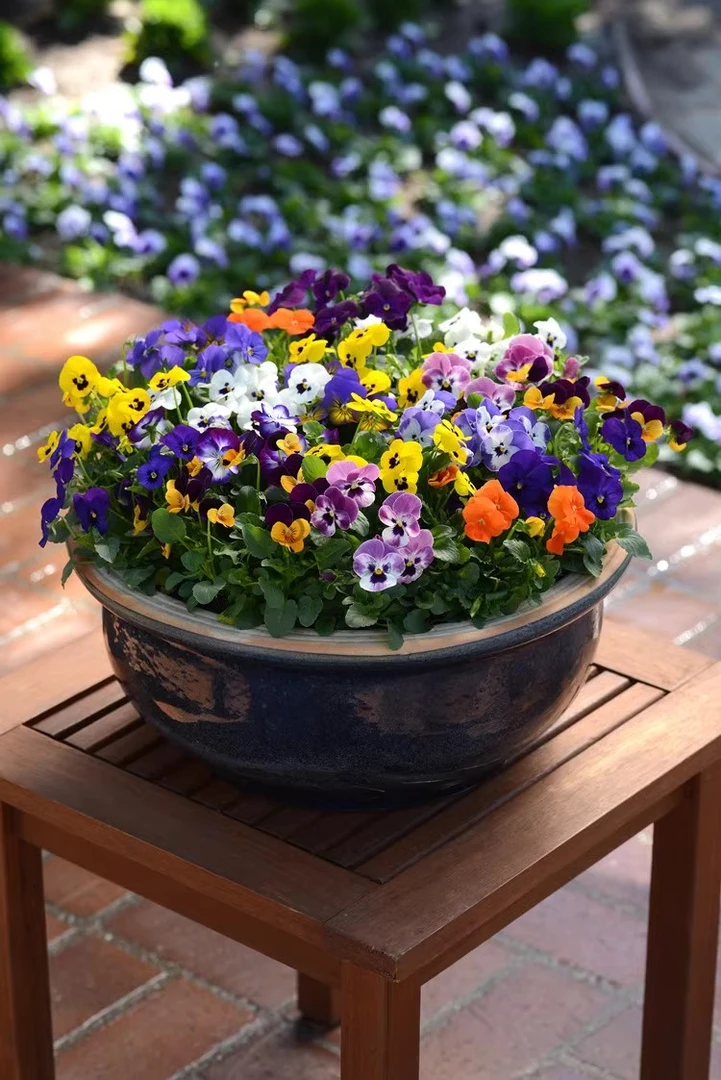 四季角堇花苗盆栽阳台草花冬季开花境庭院三色堇耐寒易种带花角瑾
