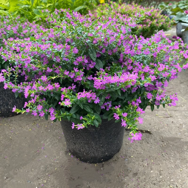 满天星盆栽室外阳台四季开花不断大颗花卉植物花镜植物耐热耐寒