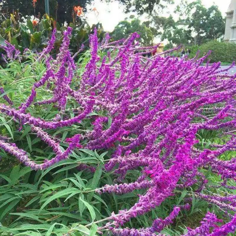 花镜 墨西哥鼠尾草 林荫鼠尾草盆栽 阳台庭院多年生带花耐热好养