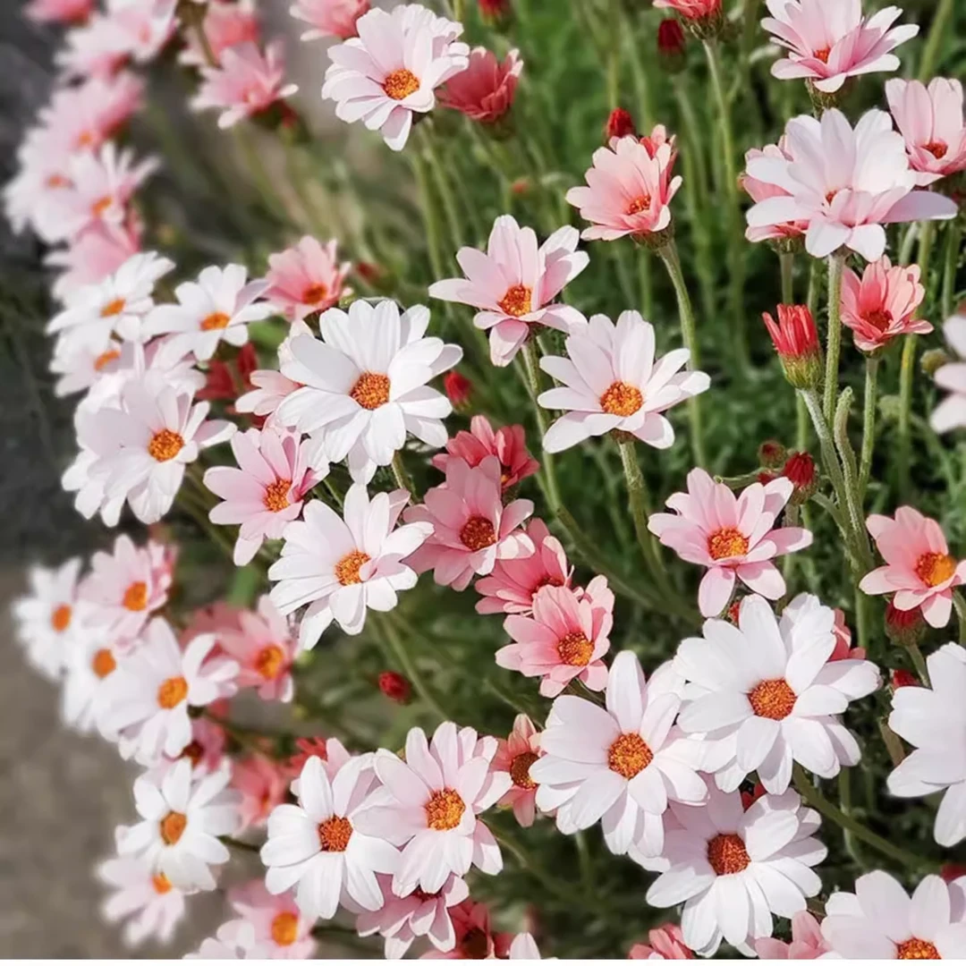 摩洛哥雏菊 杏子果酱 开花机器耐热易爆盆好养庭院花园盆栽植物苗