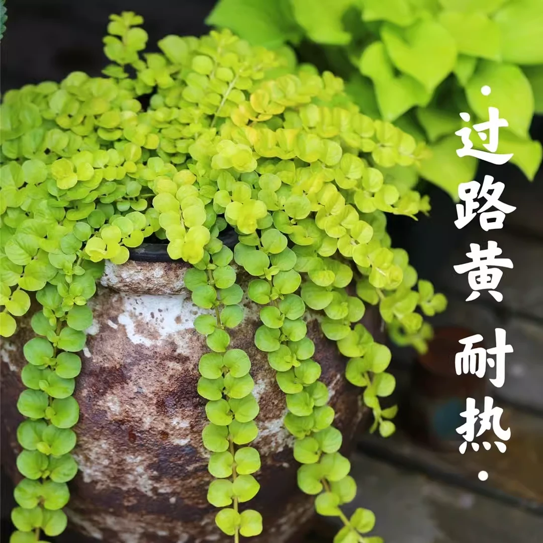 基地直发金叶过路黄盆栽地被垂吊耐热耐寒观叶常绿花境植物