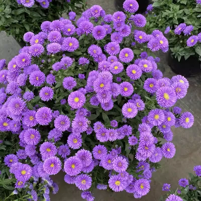 荷兰菊翠菊伊娃小卡罗多年生宿根花镜植物耐寒耐热花园庭院阳台