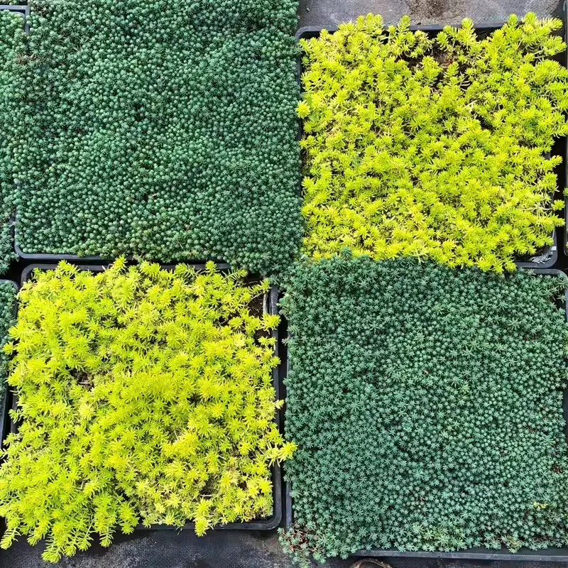 佛甲草方盘盆栽庭院花镜地被植物耐寒耐热花园造景铺面中华景天草